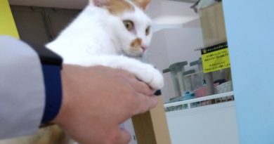 猫カフェ