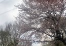 桜の季節