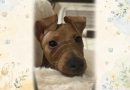 愛犬