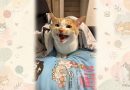愛猫「ミミ」のご紹介