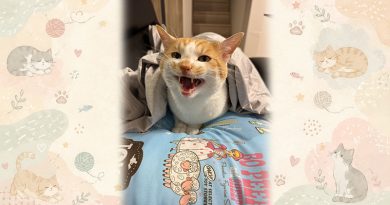 愛猫「ミミ」のご紹介